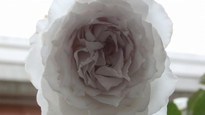真夏の白い薔薇♪グラウンブルーやガブリエルetc&ストレス発散ならず