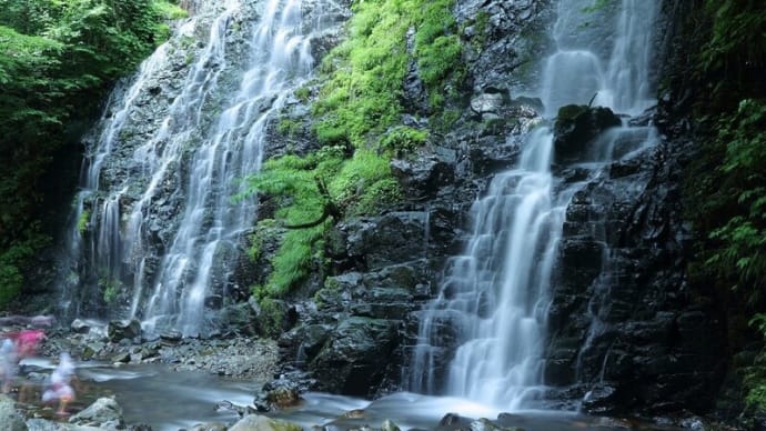 ●過去の福井県の龍双ヶ滝 コアジサイ キウリグサ