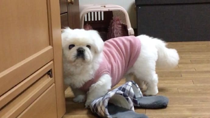 覗き魔ビッキ〜 !?
