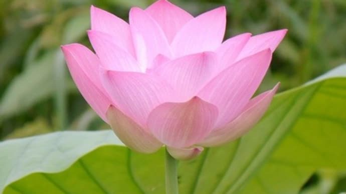散歩道のハスの花♪(7月22日)