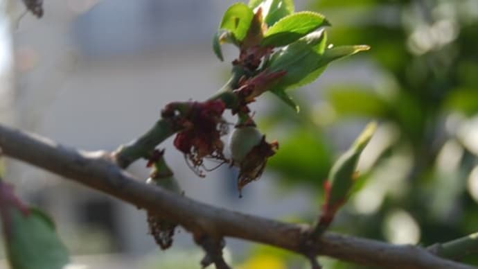 春を迎えた庭の果樹は　南高梅　ブドウ　カキ　ブラックベリー　サクランボ
