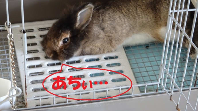 暑くてもやめられないうさぎ
