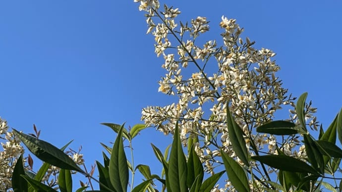 南天の花