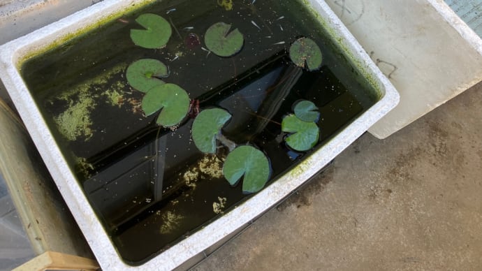 メダカ池の越冬準備