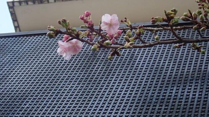 当社自慢の河津桜も数輪咲き始めました