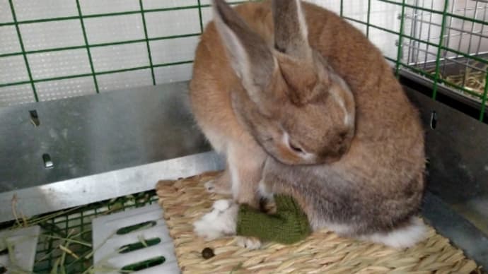 みかん、靴下を履く