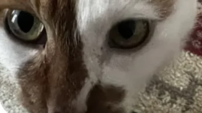 ちゃちゃ 持ち上がらず。。