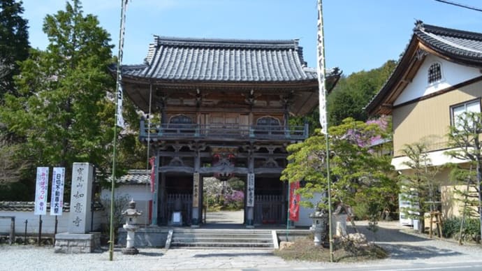 如意寺のミツバツツジ