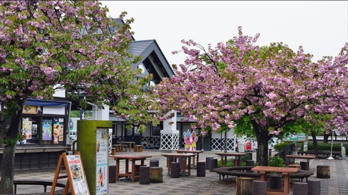 「白井宿」(しろいしゅく)の 八重桜