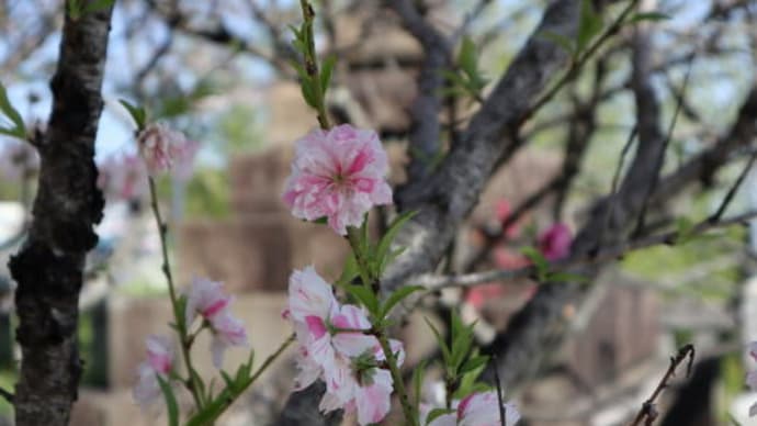 福岡県直方市 「多賀神社の桃の花」