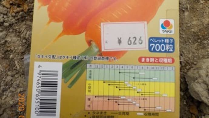 ニンジンの種を蒔きました