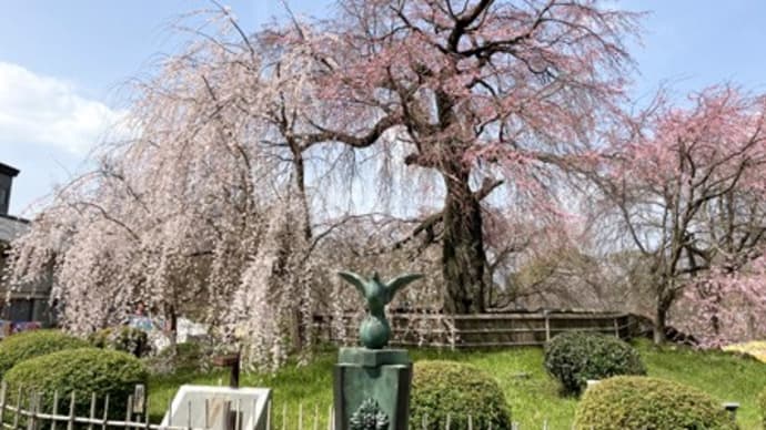 枝垂桜～円山公園