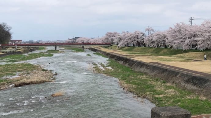 宮川河川敷の桜満開(^^)