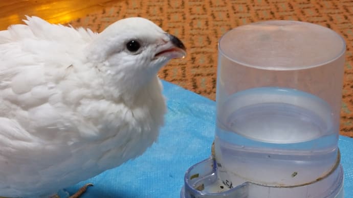 抱卵のローリー