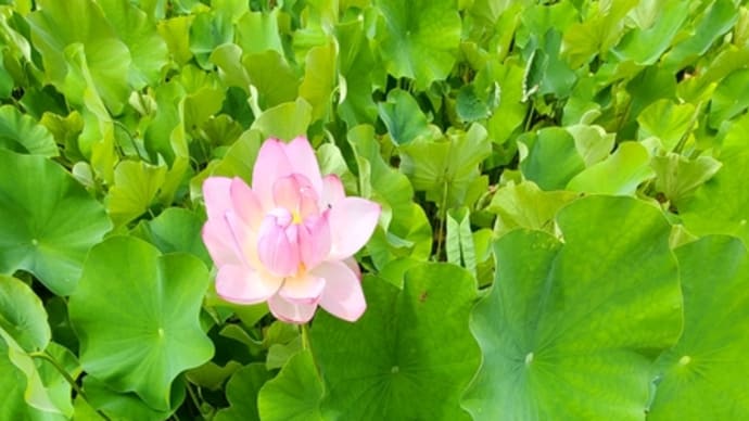蓮の花が満開だったので・・