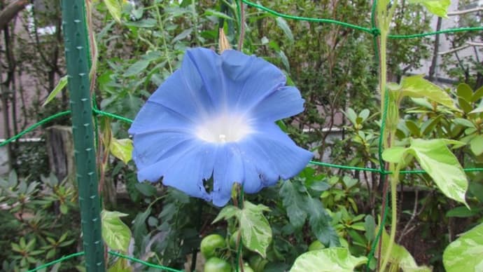 朝顔 自家栽培野菜 猫達