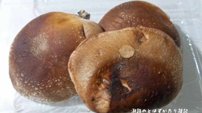 椎茸もろた( 〃 ˆᴗˆ 〃 )