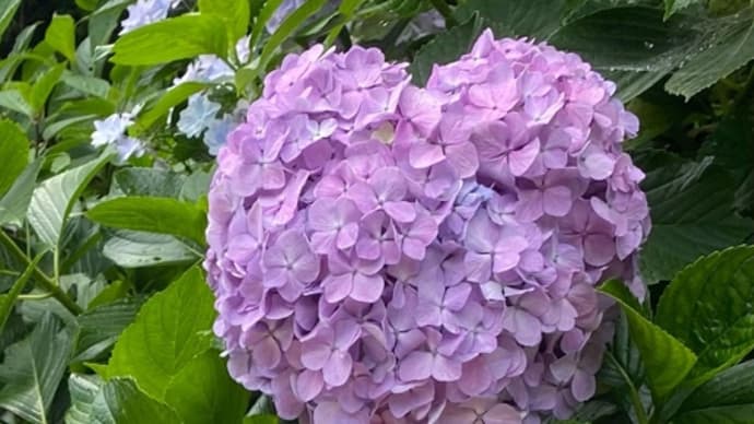 紫陽花探しファミリーラン