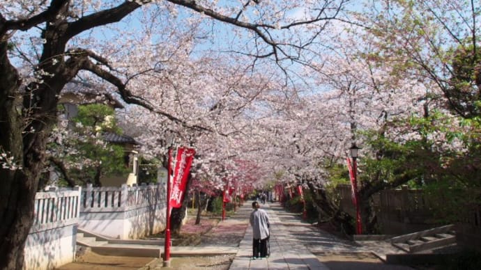 中山法華経寺の桜2023（３）