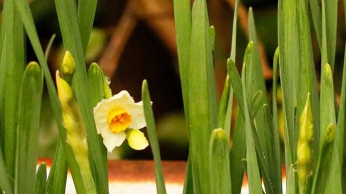 冬花に滴