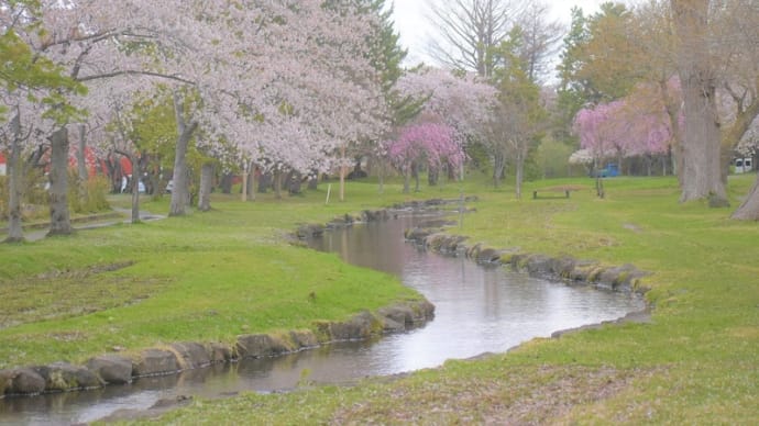 公園の池&しだれ八重桜&小鳥たち