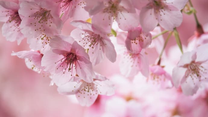 花願う、早春桜