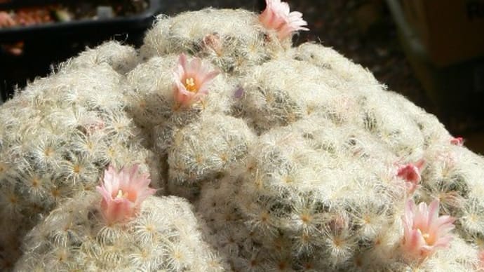 🌵白星・冬と夏