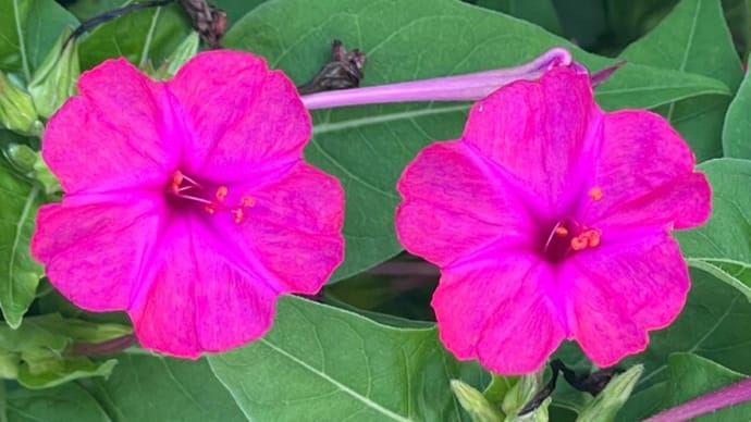 白粉花