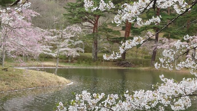 半田沼の桜が満開です