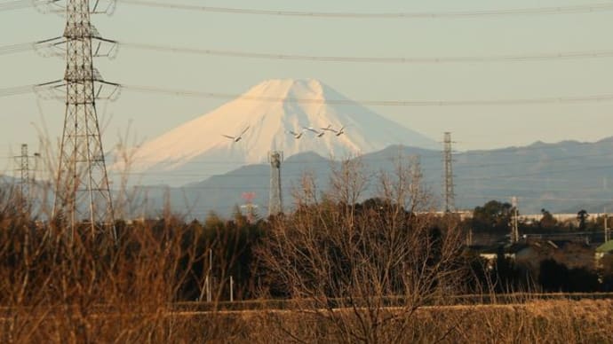 節分の白鳥　富士山を舞う＜季節のたより＞