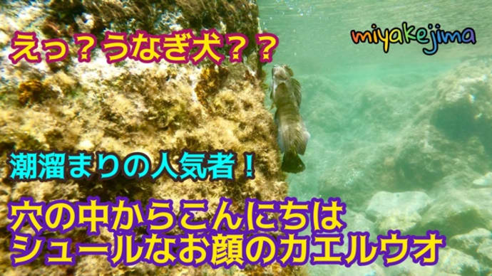 うなぎ犬に見えるのは私だけ?!