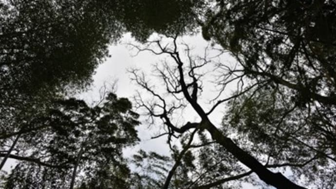 2025年1月25日 鈍色の空、冬の森