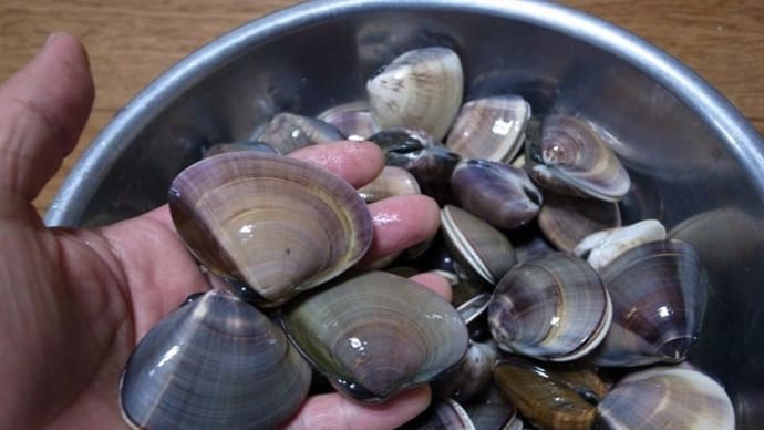 恒例ハマグリ拾い