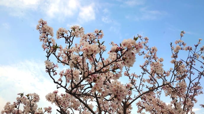 桜も終わり、今日はチャチャタウンでライブ