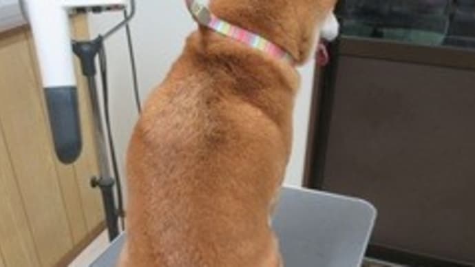 非常勤看板犬のアニーが出勤すると、、〇〇が待っていた!!