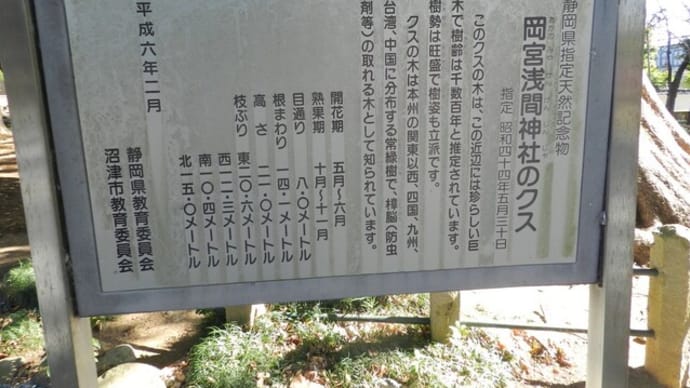 沼津市内最大の巨樹（大クス）
