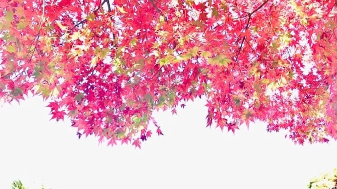 「紅葉・といろ」色変化を楽しむ !　【といろ(十色)シリーズ】