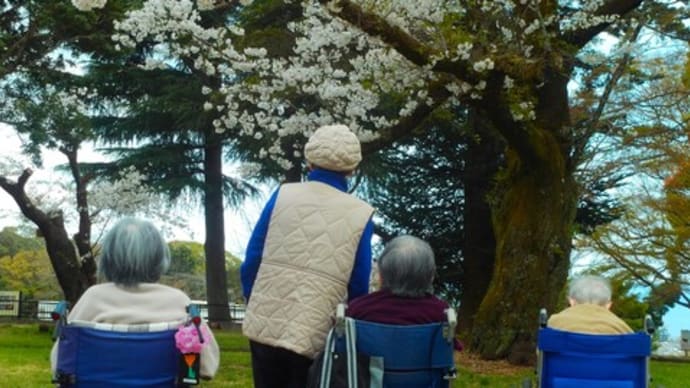 春の行楽-小田原城の桜を見物ー