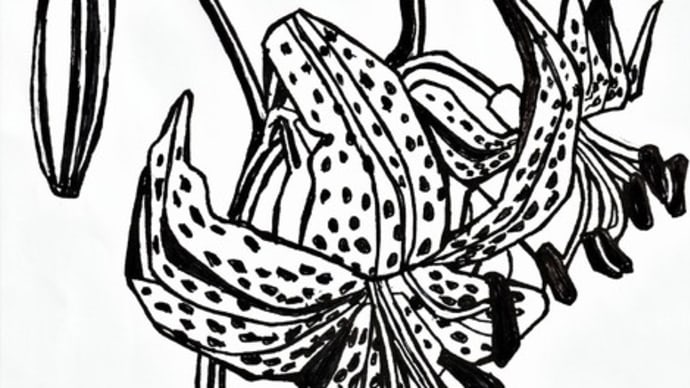 「鬼百合」切り絵の下絵