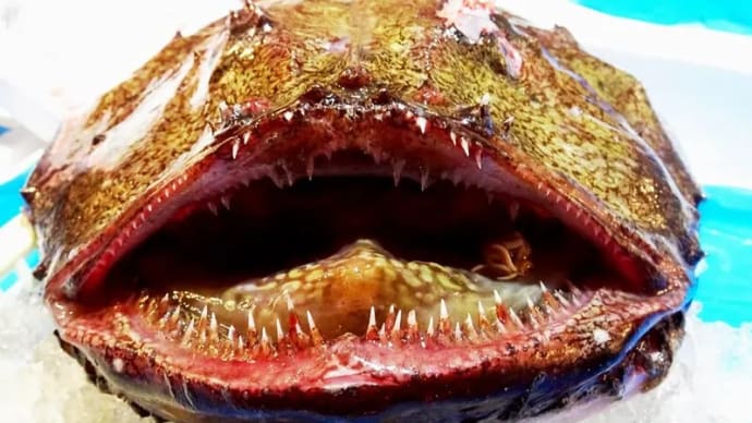 思い出写真 「あんこう」