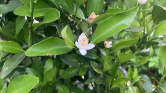 花が咲いたぁ -ポンカンの木を育てる-