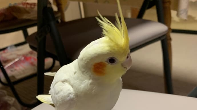 オカメインコ君がお迎えされました!