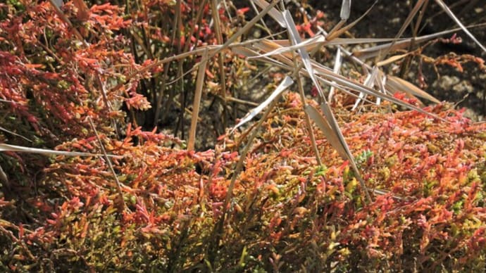 シチメンソウ Suaeda japonica かな? え?こんな処に?