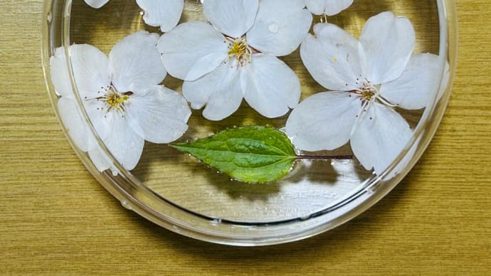 腰痛がマシに→諦めてた「桜🌸(京都)」→ギリギリ間に合った〜(o^^o)