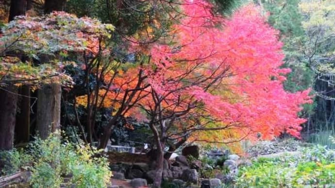 2023年下関市「長府庭園」紅葉③＆水面に映る紅葉綺麗だニャ～ン😺