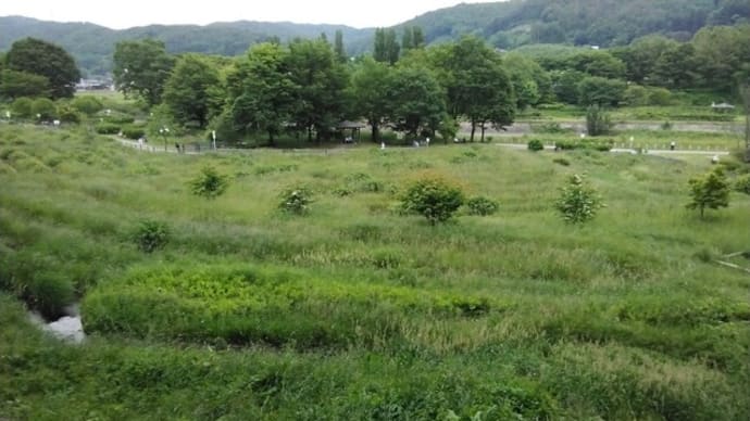 ほたる狩り