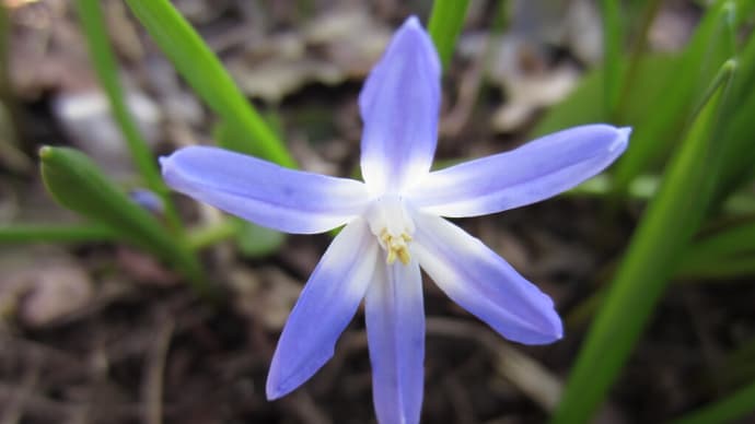 紫の花、わたしの3月の庭