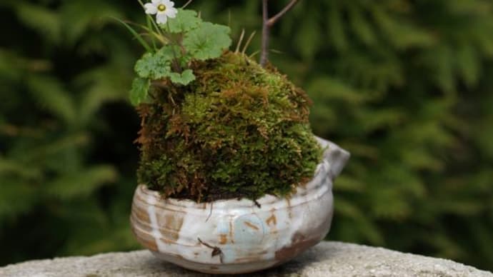 開花中の小山飾り