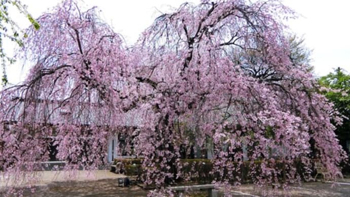 枝垂桜が綺麗でした～