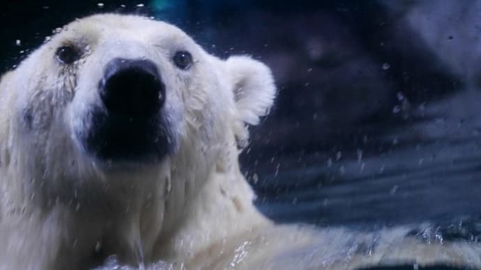 ハート型の氷をもらったユキ丸君♪